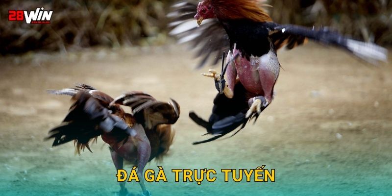 Đá gà trực tuyến tốc độ cao – Trận đấu nảy lửa tại 28win 16 Đá gà trực tuyến tốc độ cao – Trận đấu nảy lửa tại 28win