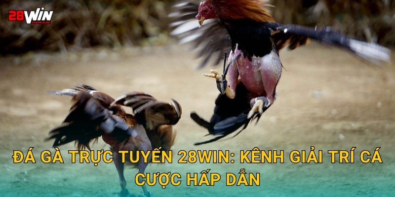 Đá gà trực tuyến 28win: Kênh giải trí cá cược hấp dẫn