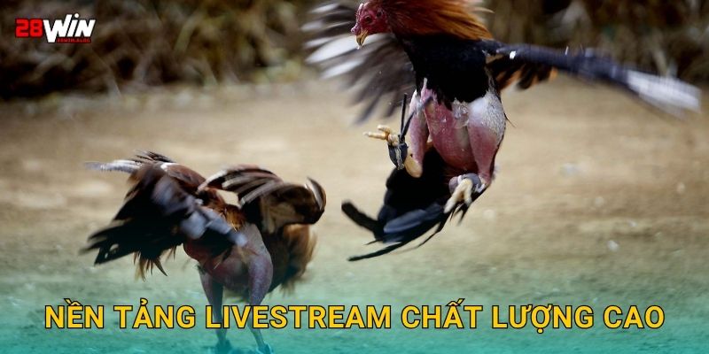 Nền tảng livestream chất lượng cao