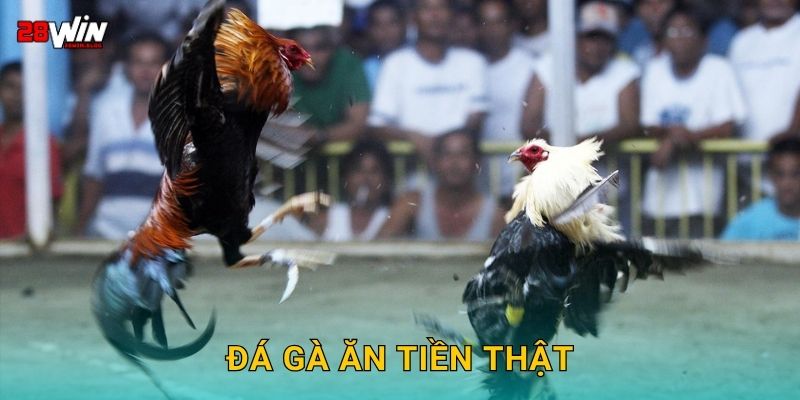 Đá gà ăn tiền thật hợp pháp – Thắng lớn dễ dàng tại 28win 7 Đá gà ăn tiền thật hợp pháp – Thắng lớn dễ dàng tại 28win