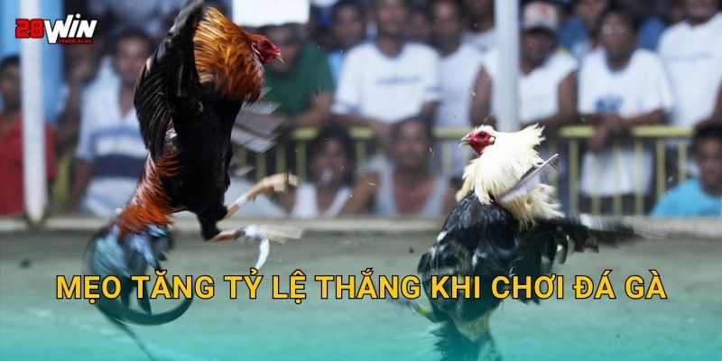 Mẹo tăng tỷ lệ thắng khi chơi đá gà