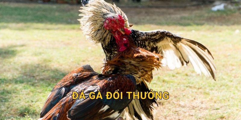 Đá gà đổi thưởng tiện lợi – Nhận quà nhanh chóng tại 28win 4 Đá gà đổi thưởng tiện lợi – Nhận quà nhanh chóng tại 28win