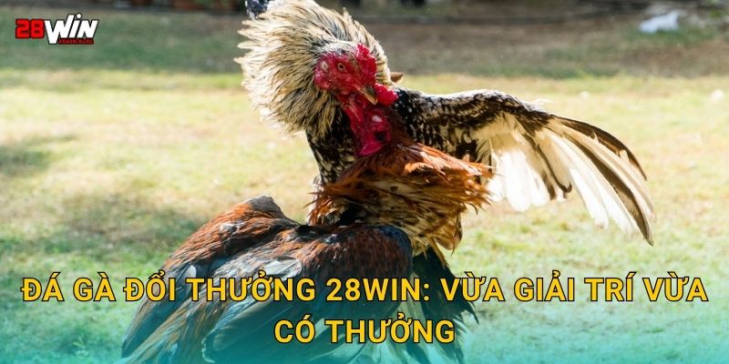 Đá gà đổi thưởng 28win: Vừa giải trí vừa có thưởng