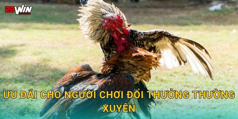 Ưu đãi cho người chơi đổi thưởng thường xuyên