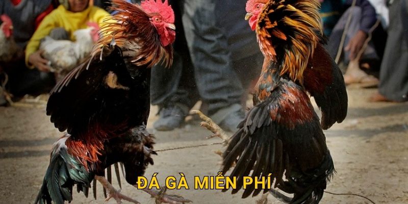 Đá gà miễn phí không rủi ro – Khám phá thỏa thích tại 28win 10 Đá gà miễn phí không rủi ro – Khám phá thỏa thích tại 28win