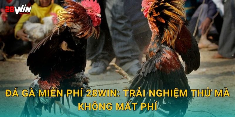 Đá gà miễn phí 28win: Trải nghiệm thử mà không mất phí