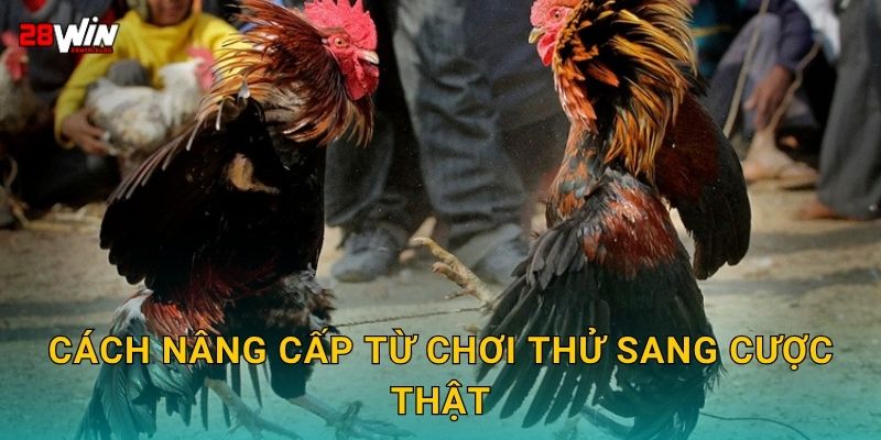 Cách nâng cấp từ chơi thử sang cược thật
