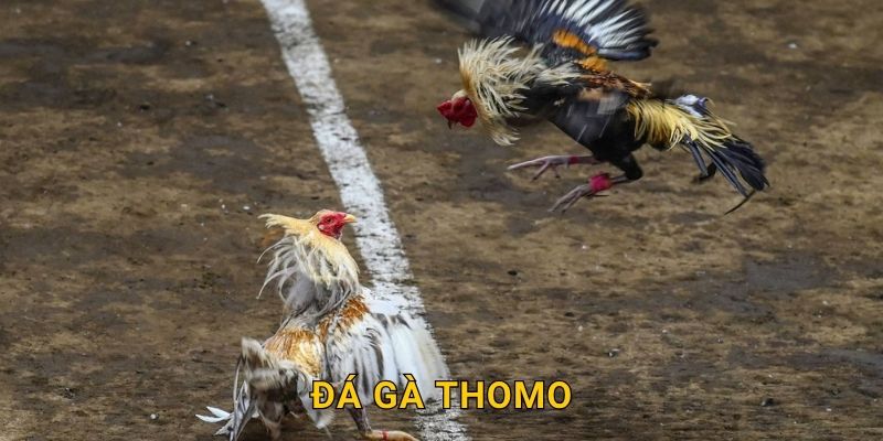 Đá gà Thomo chính gốc – Chiến trường gay cấn tại 28win 19 Đá gà Thomo chính gốc – Chiến trường gay cấn tại 28win