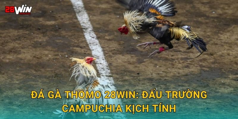 Đá gà Thomo 28win: Đấu trường Campuchia kịch tính