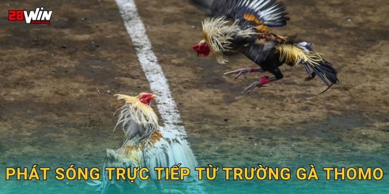 Phát sóng trực tiếp từ trường gà Thomo