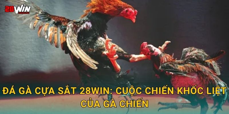 Đá gà cựa sắt 28win: Cuộc chiến khốc liệt của gà chiến