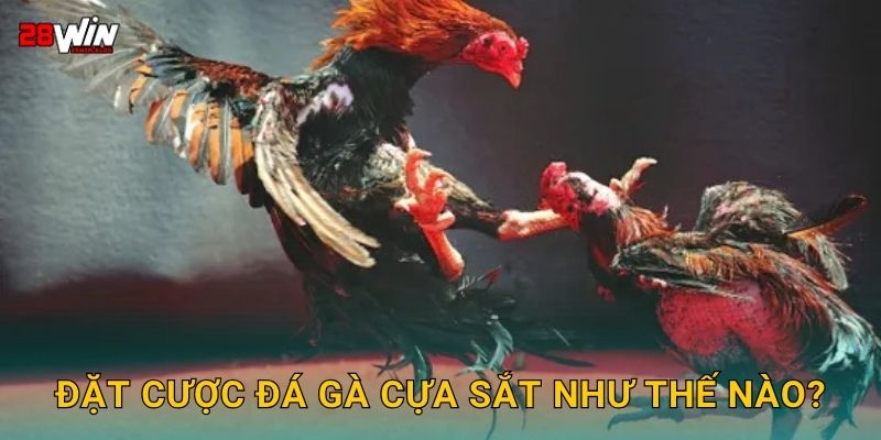 Đặt cược đá gà cựa sắt như thế nào?