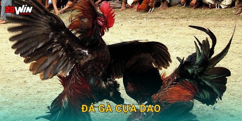 Đá gà cựa dao chuẩn xác – Đòn kết liễu sắc bén tại 28win 13 Đá gà cựa dao chuẩn xác – Đòn kết liễu sắc bén tại 28win