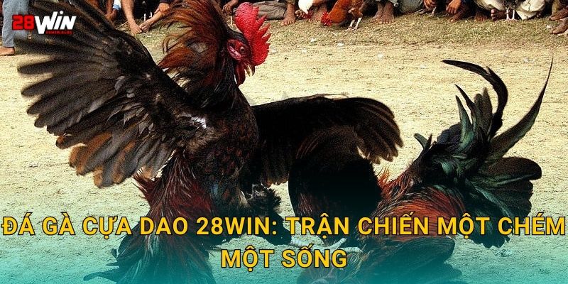 Đá gà cựa dao 28win: Trận chiến một chém một sống