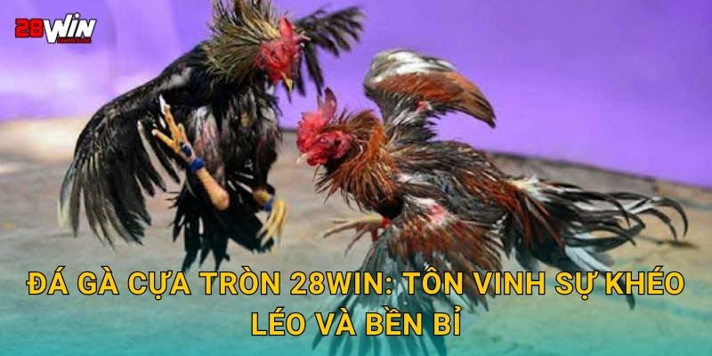 Đá gà cựa tròn kỹ thuật – Màn đối đầu công bằng tại 28win 2 Đá gà cựa tròn 28win: Tôn vinh sự khéo léo và bền bỉ
