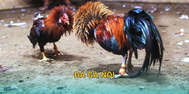 Đá gà nòi truyền thống – Sức bền bậc nhất tại 28win 22 Đá gà nòi truyền thống – Sức bền bậc nhất tại 28win