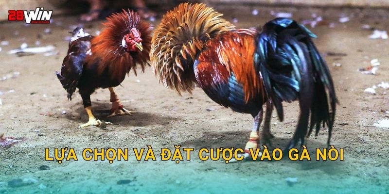 Lựa chọn và đặt cược vào gà nòi