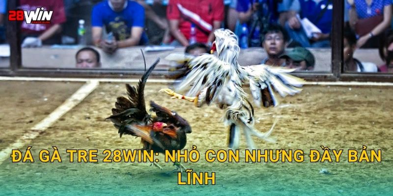 Đá gà tre 28win: Nhỏ con nhưng đầy bản lĩnh
