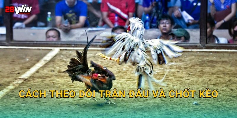 Cách theo dõi trận đấu và chốt kèo