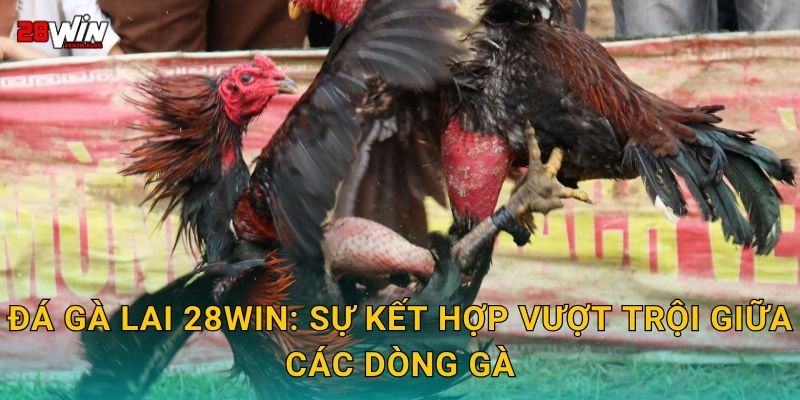 Đá gà lai 28win: Sự kết hợp vượt trội giữa các dòng gà