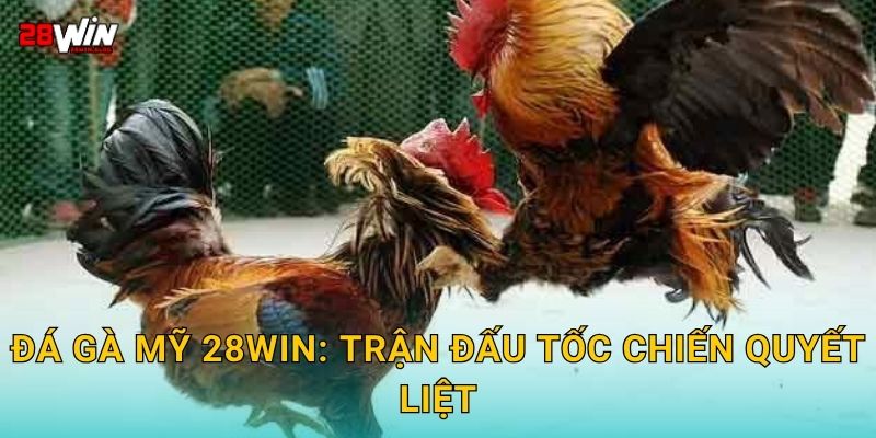 Đá gà Mỹ 28win: Trận đấu tốc chiến quyết liệt