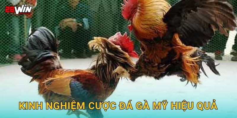 Kinh nghiệm cược đá gà Mỹ hiệu quả