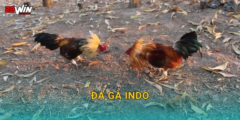 Đá gà Indo cuồng nhiệt – Trận đấu đậm chất bản địa tại 28win 7 Đá gà Indo cuồng nhiệt – Trận đấu đậm chất bản địa tại 28win
