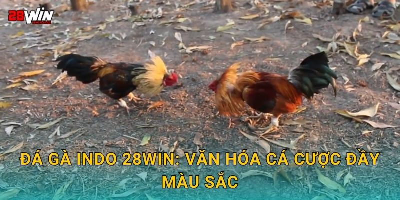 Đá gà Indo cuồng nhiệt – Trận đấu đậm chất bản địa tại 28win 2 Đá gà Indo 28win: Văn hóa cá cược đầy màu sắc