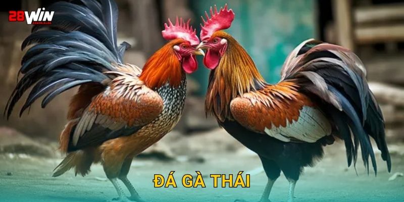 Đá gà Thái chiến thuật – Phối hợp đỉnh cao tại 28win