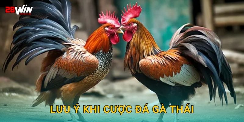 Lưu ý khi cược đá gà Thái