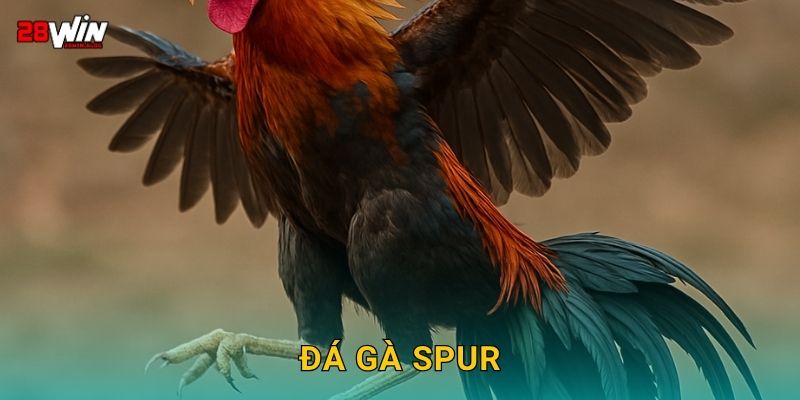 Đá gà spur chuẩn xác – Lối đánh sắc lẹm tại 28win