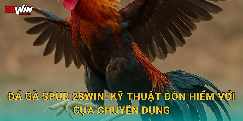 Đá gà spur 28win: Kỹ thuật đòn hiểm với cựa chuyên dụng