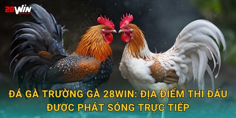 Đá gà trường gà 28win: Địa điểm thi đấu được phát sóng trực tiếp