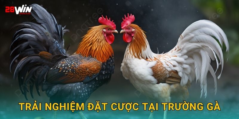 Trải nghiệm đặt cược tại trường gà
